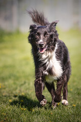 Pacha border collie dog in animal shelter - 262840382