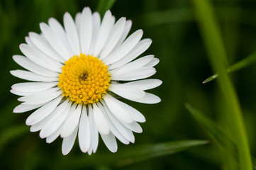 Beautiful white flower in the grass.