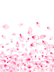 Pink sakura petals confetti flying and falling