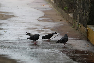 Naturaleza