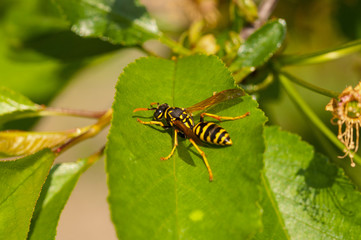 Wasp on the green leaf in nature.Insect