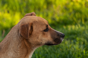 Beautiful orange dog in the nature. A dog surrounded by green grass