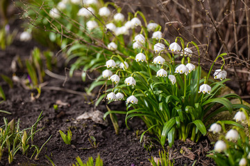 first flowers in spring