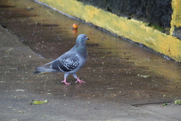 Naturaleza