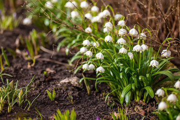 first flowers in spring