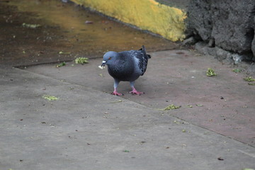 Naturaleza