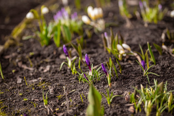 first flowers in spring