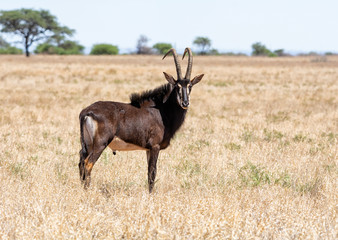 Sable Bull © Cathy Withers-Clarke