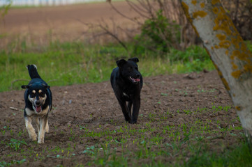 Two dogs run in nature
