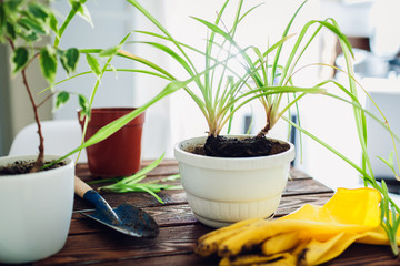 Transplanting plant into another pot on kitchen. Taking care of home plants and flowers