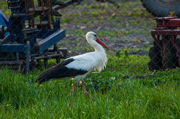 Fototapeta premium A beautiful adult stork on a green grass.Stork in nature