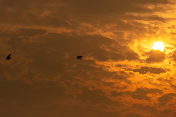 A rosy pelican flying away with a beautiful sunset in the background inside Keoladeo National Park