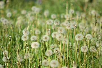 Dandelion Clouds Close Up