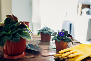 Transplanting plant into another pot on kitchen. Taking care of home plants and flowers