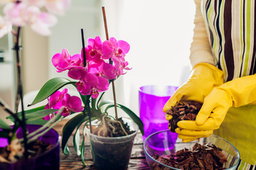 Woman transplanting orchid into another pot on kitchen. Housewife taking care of home plants and flowers
