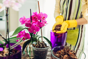 Woman transplanting orchid into another pot on kitchen. Housewife taking care of home plants and...