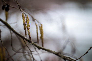 buds on tree branches in spring