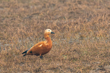 A rudy shelduck relaxing in the marshy lands of Keoladeo National Park