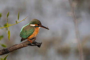 A kingfisher perched on a small twig inside Keoladeo National Park