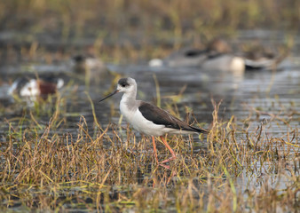 A black winged stilt wading through marshy lands in Keoladeo National Park in Bharatpur