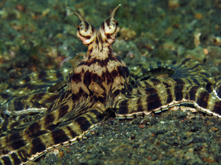Underwater world - mimic octopus. Lembeh strait, Indonesia.