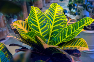 Codiaeum variegatum pictum © Evdoha