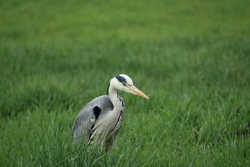 Der Graureiher auf der Wiese