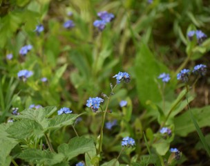 Tiny purple flower