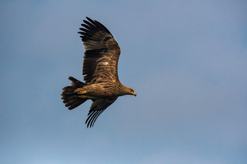 A twany eagle flying away inside Keoladeo National Park during a visit to the park