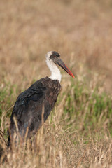 Woolly-necked stork in Marsh in Kenya Arica