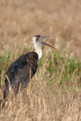 Woolly-necked stork in Marsh in Kenya Arica