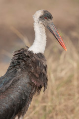Woolly-necked stork in Marsh in Kenya Arica