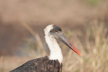 Woolly-necked stork in Marsh in Kenya Arica