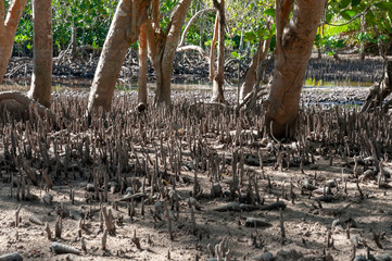 Mangrove forest at low tide. Curieuse Island, Seychelles