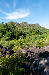 Fototapeta na wymiar Lava stone formation into the bush in the natural park of curieuse island, Seychelles