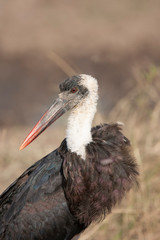 Woolly-necked stork in Marsh in Kenya Arica
