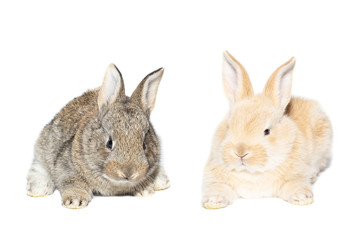 rabbit on white background
