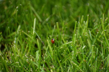 ladybird on green grass
