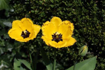 Gelbe Tulpen