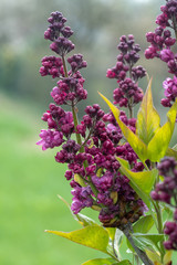 Violetter Flieder Blühend und Knospen vor Wiese