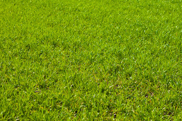 green wheat field.  young wheat sprouts   background