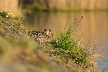 Sunny spring day at a lake, female brown mallard duck standing on lakeside, green grass and flowers, reflection of reeds in water in background, blurry foreground