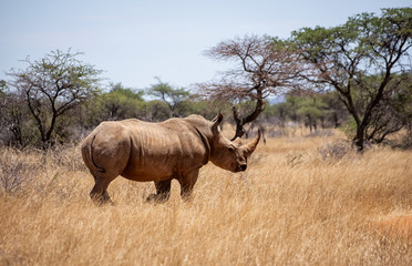 Obraz premium White Rhino