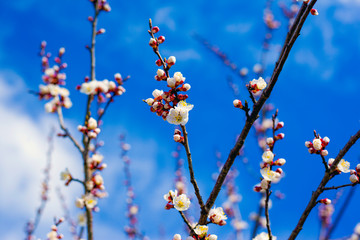 blooming spring apricot against the blue sky