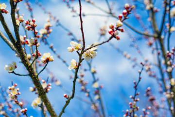 blooming spring apricot against the blue sky