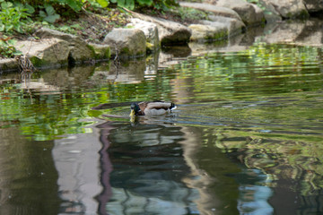 Ente mit Küken auf  Ast im Wasser