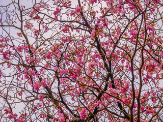 Beautiful blooming pink trumpet tree flowers in the park 