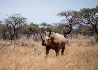 Fototapeta premium White Rhino