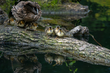 Ente mit Küken auf  Ast im Wasser