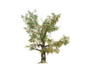 3D rendering - A tree of  plants  isolated over a white background use for natural poster or  wallpaper design, 3D illustration Design.
